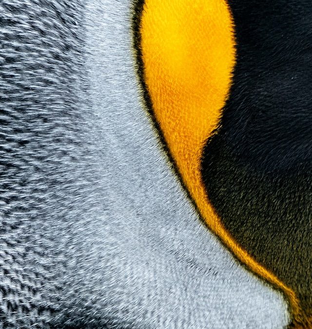 Penguin 4.0 en tiempo real: Todo lo que debes saber (I)